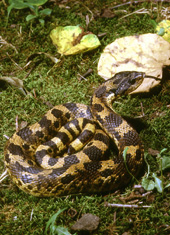 eastern-hognose-snake