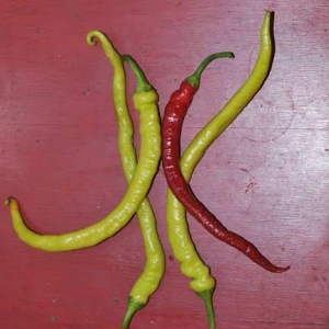 corbaci pepper