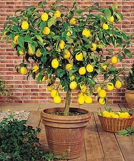 meyer lemon tree potted