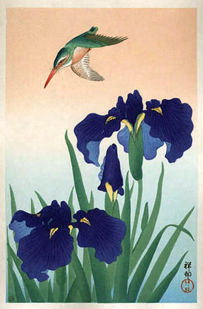 kingfisher-iris