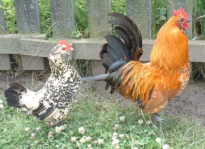 chickens
