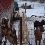 Sarah has lots of goats!!!