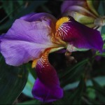 A beautiful iris...