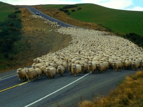 Image result for sheep on the road