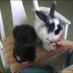 Kitty Duke likes to visit with the bunnies on beauty salon day...