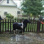 Haha...  motivation to behave during the hose off