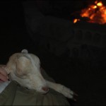 Campfire with tuckered out goats!