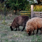 Pretty sheepies in the field....