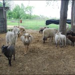 Sheepies in the paddock!