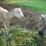 Buttercup and Shadow are picking out weeds from the pile destine for compost.