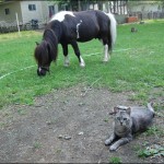 Luna chilling with her pony pal.