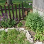 Hostas planted!  Courtyard weeded!