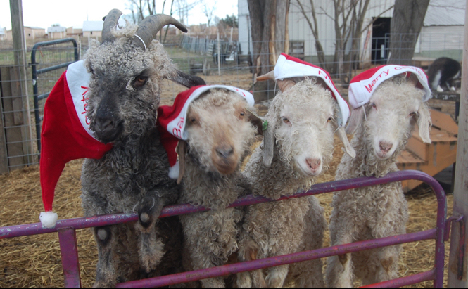 Christmas Angora Goats
